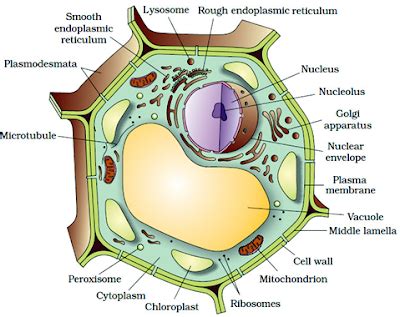 We did not find results for: Welcome to the Living World: Cell The Unit of Life - Notes ...