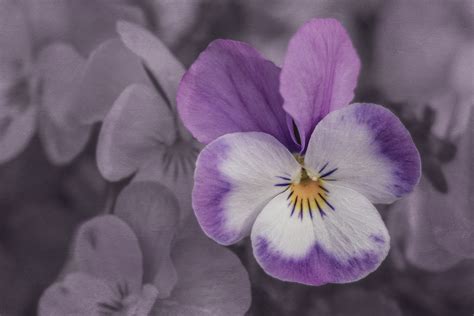 Stiefmütterchen sind im garten oder auf dem balkon über wochen hinweg strahlende hingucker. Garten-Stiefmütterchen Foto & Bild | pflanzen, pilze ...