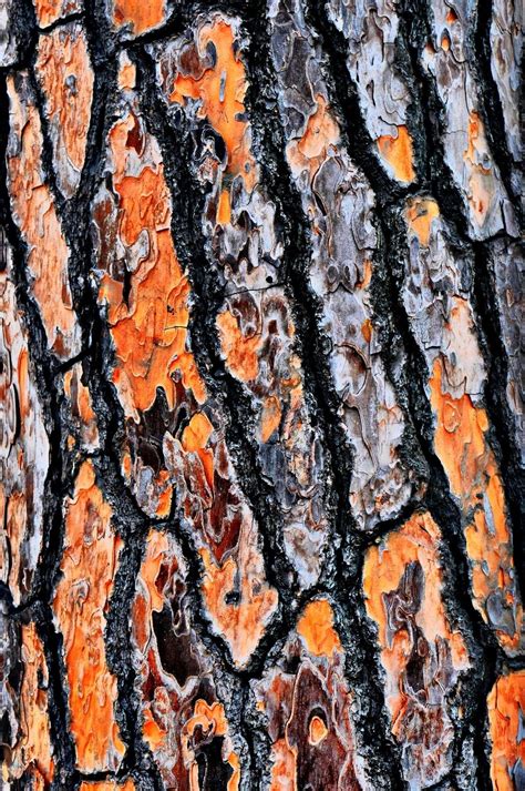 Définit l'épaisseur relative des bandes de couleur qui composent le grain du bois. Ecorce résineux | Écorce d arbre, Ecorce, Dessin arbre