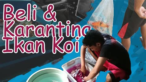 Ikan ini memiliki warna yang lebih. Beli ikan koi di Pasar Ikan Hias Parung & Karantina Ikan ...