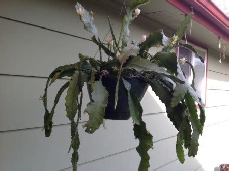 Here's what you need to know about how to root the christmas cactus. Christmas Cactus? | ThriftyFun