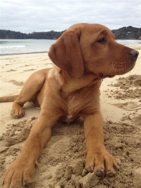We did not find results for: Labrador Retriever - Intelligent and Fun Loving | Labrador ...
