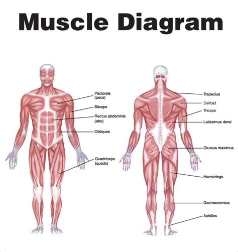 Human body anatomy and pain charts. Muscle Diagram | brittney taylor