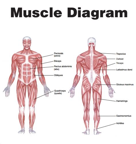 Male muscular system, full anatomical body diagram with muscle scheme, vector illustration educational poster. Diagram Of Muscles In Body : theraband | NoWheelchair ...