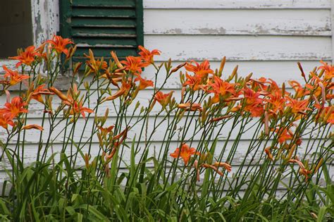 Contact tiger lily flowers for bespoke floral designs by filling our enquiry form. Something About Tiger Lilies | Downeast Thunder Farm