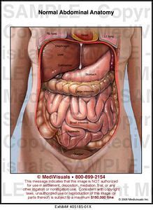 The abdominal divisions should be used in conjunction with other diagnostic approaches in order to become familiar with the anatomical divisions by exploring the world's most advanced 3d anatomy. Normal Abdominal Anatomy Medical Illustration