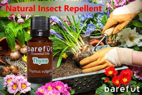 barefut Essential Oils Blog - Learn how to use essential oils | Essential oils, Thyme essential ...