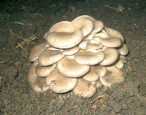 Es gibt viele speisepilze, die sie im eigenen garten kultivieren können. Pilze selber anbauen - so geht's | Pilze züchten, Pilze im ...