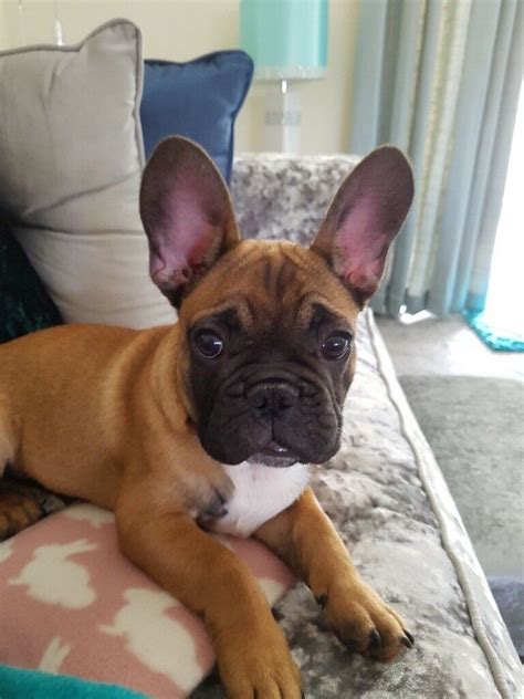 Fan page for frenchie enthusiasts who own, love, want, or admire frenchies. Stunning Fawn French Bulldog Boy | in Newton Mearns ...