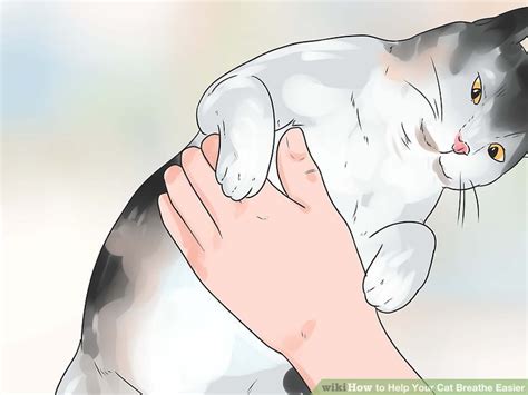 What might cause your cat to breathe heavily, and how what heavy breathing in cats looks like. 4 Ways to Help Your Cat Breathe Easier - wikiHow