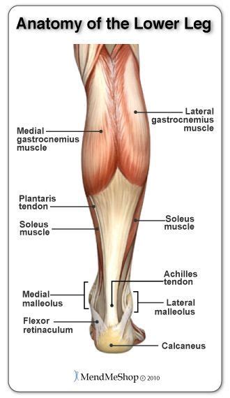 Gastrocnemius exercises include any calf exercise where the leg is straight, such as the. Anatomy of the Lower Leg - from the calf muscle down to ...
