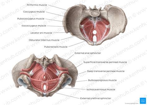 Anatomical drawing of the female pelvis. Muscles of the pelvic floor: Anatomy and function | Kenhub