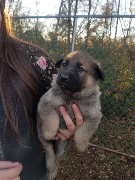 Free german shepherd puppies nc have a wide powerful chest, a slightly lowered pelvis, and an easily recognizable stand. German Shepherd Puppies For Sale | Hiddenite, NC #319909