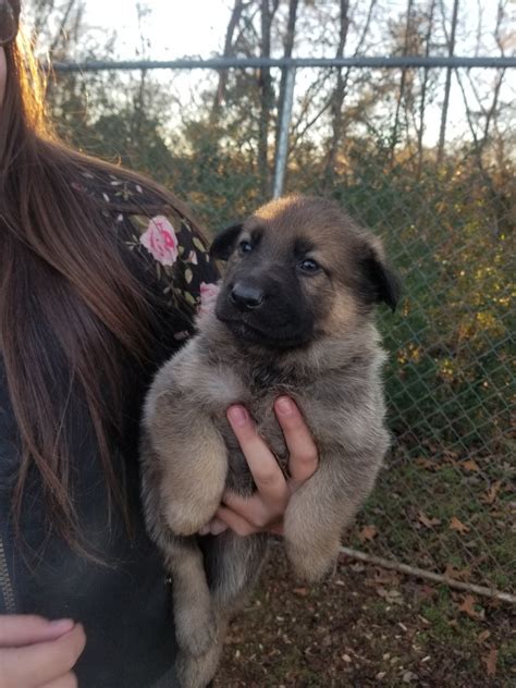 Akc registered puppies black/tan & sable. German Shepherd Puppies For Sale | Hiddenite, NC #319909