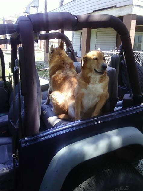 A handful of jeep owners have recently become enthralled with the challenge of finding tiny designs of characters, animals, and objects that are carved or painted on their cars. The boys | Jeep wrangler, Animals, Dogs