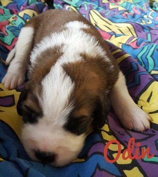 918 likes · 10 talking about this. Litter of 9 Saint Bernard puppies for sale in NEW LONDON, MN. ADN-31370 on PuppyFinder.com ...