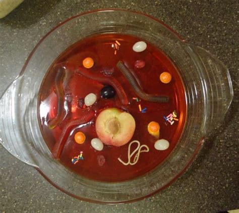 Animal cell model using jello. model of a human cell out of jello | Edible animal cell ...