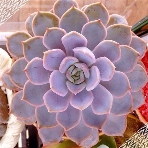 Purple succulents are very popular not only because they are attractive but also because they are purple succulents and cacti look great in container gardens and when planted in the ground. Purple succulent echeveria orion from Fractaline Terrarium ...