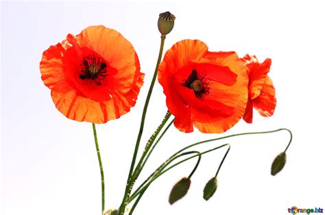 Coquelicots, marguerites, bleuets dans le bouquet. Coquelicot Bouquet / Bouquet 7 Petits Coquelicots Rouge CÅ ...