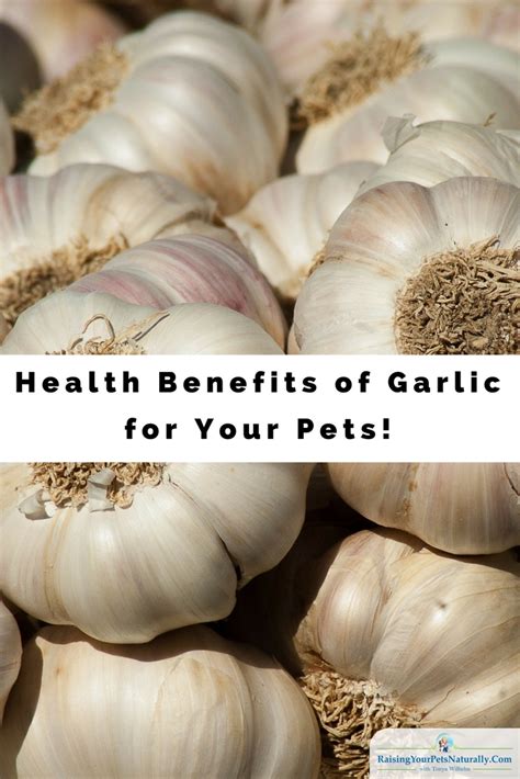 Large amounts of onion or garlic are also poisonous to cats. Health Benefits of Garlic | Is Garlic Toxic to Dogs and ...