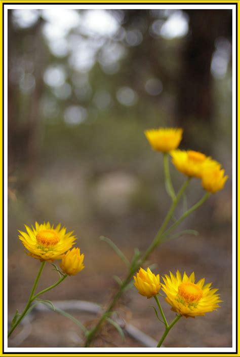 Not all species will have thumbnails. Yellow wild flower | Sticky Everlasting (Xerochrysum ...