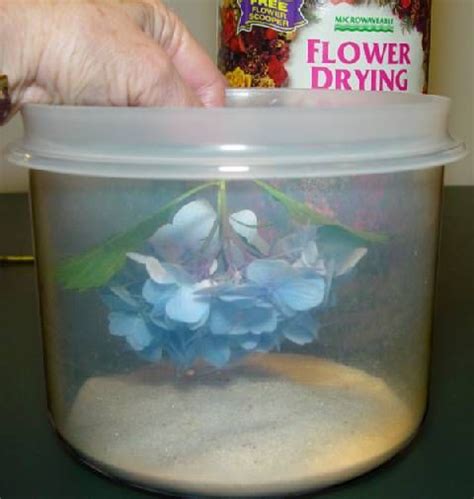 Check spelling or type a new query. Drying Steps With Silica | How to preserve flowers, Dried ...