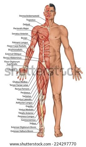 Learn anatomy facts quickly with online flashcards. Anatomical Board Male Anatomy Mans Anatomical Stock ...