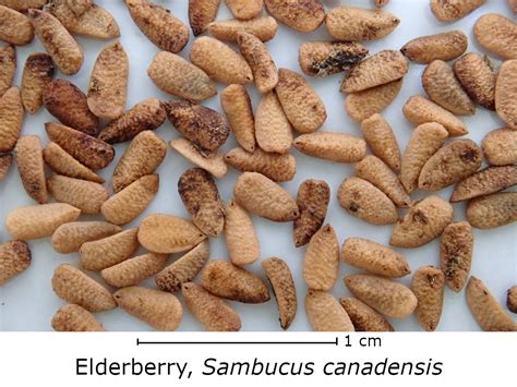Elderberry (Sambucus canadensis)-SACANs