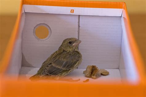 Imbecco a mano di un verdone, carduelis chloris nato in cattività e allevato a mano. Uccellino in difficoltà, vi prego di aiutarmi. - Forum ...