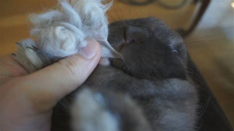 A behavior common with intact rabbits. Why Is My Rabbit Eating Her Fur?! - YouTube