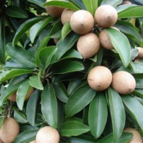 Tangerine trees (aka mandarins), orange trees, grapefruit trees, kumquat trees, lemon tree s, and lime trees are all very easy to grow. Buy Chikoo Plant (Manilkara zapota) online India at ...