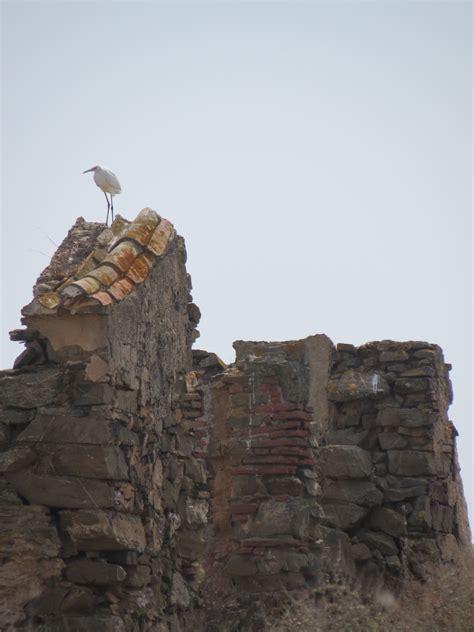 Castro marim is just over the spanish/portuguese border. Castro Marim (Garça Branca na Reserva Natural Castro Marim ...