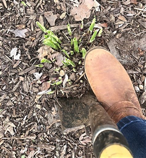 Similarly, how do i stop snails eating my hostas? Sunday Letter: 03.31.19 - grace grits and gardening