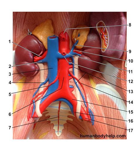 Human anatomy diagrams show internal organs, cells, systems, conditions, symptoms and. Torso Anatomy Diagram - Fat Loss, Building Muscle ...