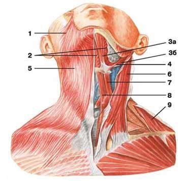 If you know where muscles attach and how they contract then you can know how to. Superficial muscles of the neck | Human Anatomy | 인체해부학/부위 ...