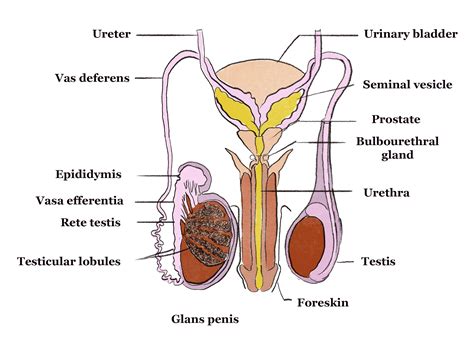 Male reproductive system the male reproductive system is mostly located outside of the body. Structure Of Reproductive Organs | GCSE Biology Revision