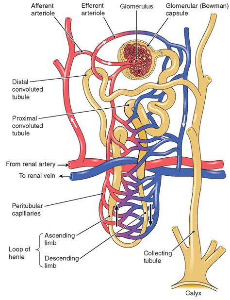 These vessels transport blood cells, nutrients, and oxygen to the tissues of the body. The Urinary System (Structure and Function) (Nursing) Part 1