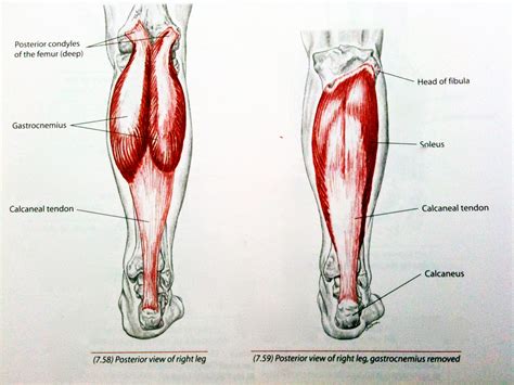 The calf anatomy includes the gastrocnemius and the soleus. Stretch the calf muscle & Improve your snowboarding | Key ...