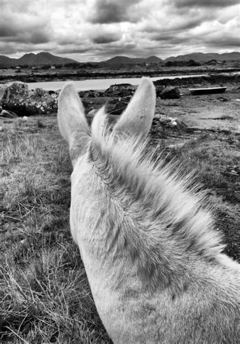 We did not find results for: Connemara Donkey - County Galway Ireland | Artfinder