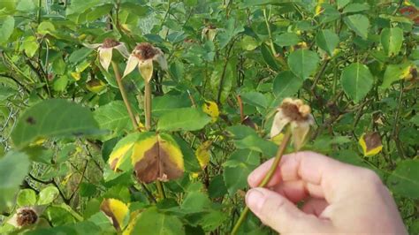 You should deadhead your peonies back after the bloom has gone by. Deadhead Roses Quickly Without Tools! - YouTube