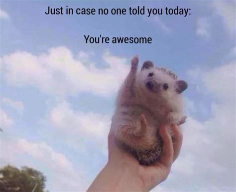 25 Wholesome Memes That Prove the Internet Isn't All Bad ...