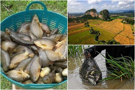 Ikan kakap putih adalah ikan kakap yang paling sering dibudidayakan, warna iakn ini didominasi warna putih a. Bulan Oktober, Perlis Meriah Dengan Musim Pancing Ikan Puyu Di Sawah Bendang. Syiok! - LIBUR