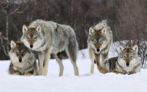 browniecheesecake: Wolves; Vicious predators or normal animals?