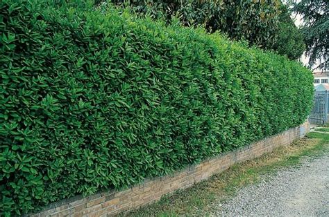 Non sempre è necessario che lo schermo prodotto dalla siepe sia presente tutto l'anno, esistono molti casi in cui una siepe a foglie caduche. Alberi da siepe - Siepi - Alberi da siepe per giardino