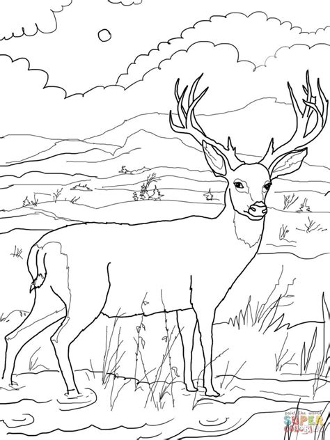 Whitetail deer coloring pages buck clipart coloring page, picture #307984 buck clipart coloring page #26123744. Deer Buck Coloring Pages at GetColorings.com | Free ...