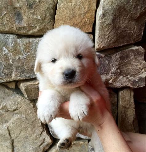 Furkids dog shelter saves hundreds of homeless dogs each year that are in need of caring, lifelong homes. Litter of 9 Maremma Sheepdog puppies for sale in ...