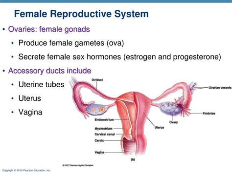 Part of the broad ligament 4. PPT - Female Reproductive System PowerPoint Presentation ...