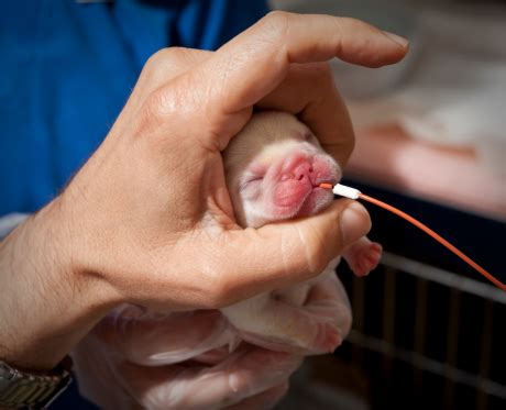 No matter how lovingly your puppy looks at you, let's not kid ourselves by saying, it's just sometimes when we toss her a french fry or a strip of bacon. French Bulldog Newborn Puppy In Hand With Feeding Tube ...