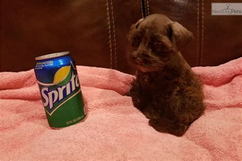 · a one year health guarantee · health checked · vaccine record · 2 our puppies come with: Coco: Schnauzer, Miniature puppy for sale near Tyler ...