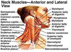 They move the head in every direction, pulling the skull and jaw towards the shoulders, spine, and scapula. Pin on Fitness: Back Workouts